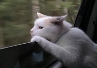 全球市场同步暴跌:谁是真正的幕后推手