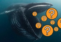 市场“打折季”,巨鲸囤了些啥