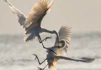 治理僵局引爆“叛逃”:Zcash核心团队集体出走创业