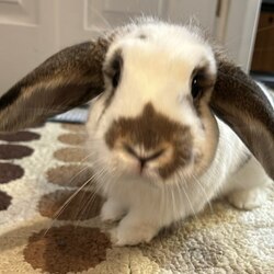 Solport Tom's bunny Lola