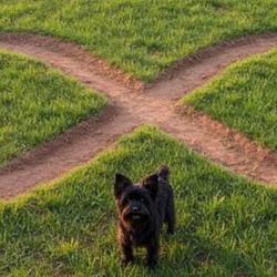 The Real Infinite Runner