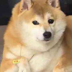 doge秽土转生版真名