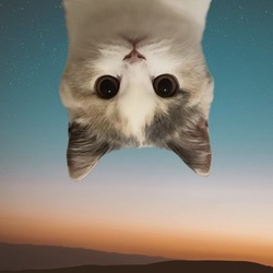 UpSide Down Cat