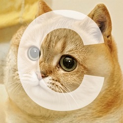 Tsutsuji the Cate
