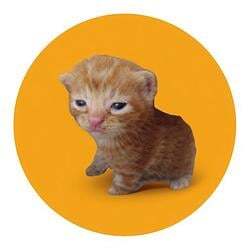 Buy The Cat
