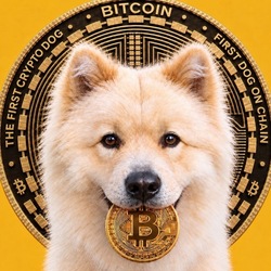 Buddy - The First Crypto Dog