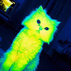 Quantum Cat