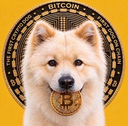 Buddy - The First Crypto Dog
