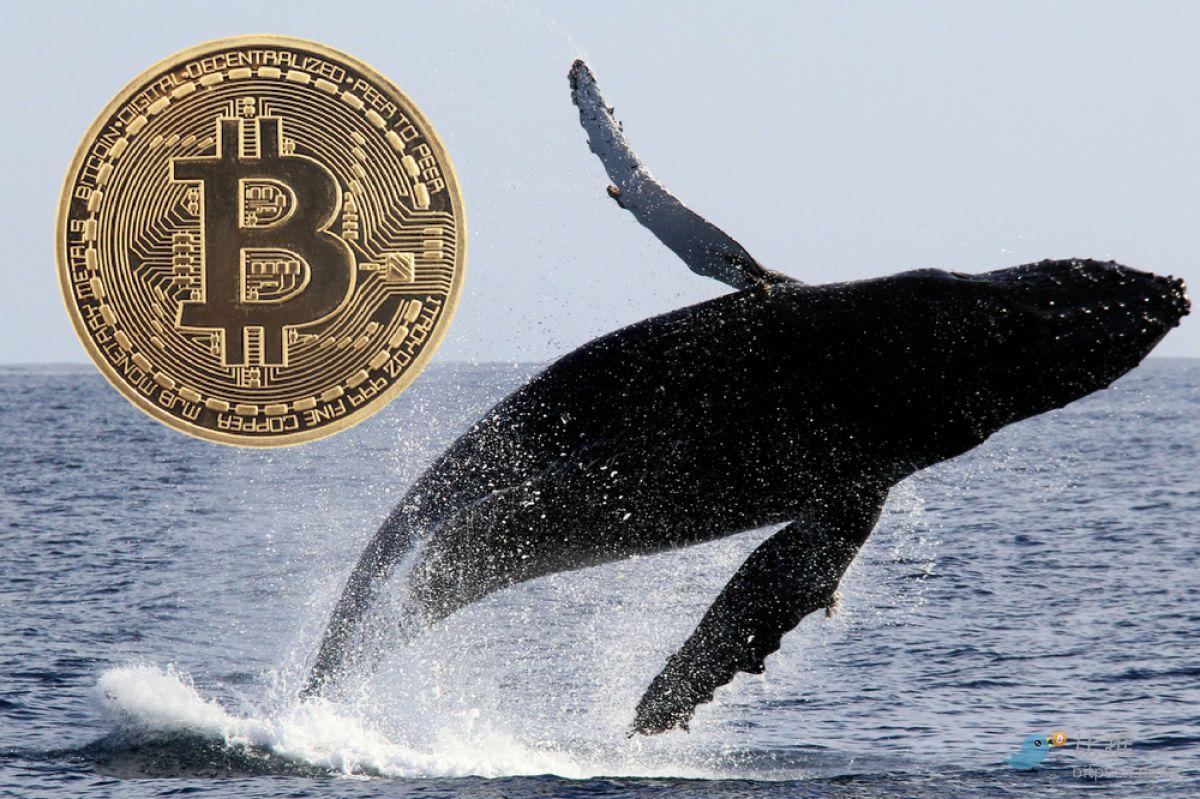 269-whale-3091324027.jpg